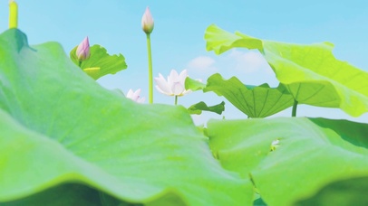 夏天荷塘荷花