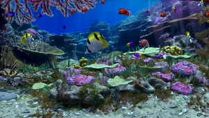 海底世界珊瑚热带鱼