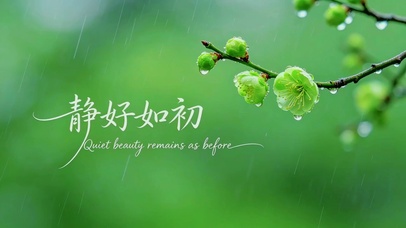 清新绿梅，静好如初