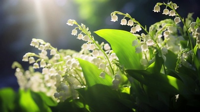 随风摇摆的铃兰花