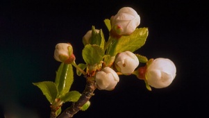 【延迟摄影】茉莉开花