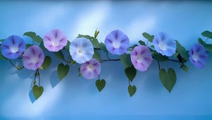 唯美蓝紫色调牵牛花朵