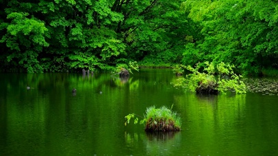 4K雨天护眼清新绿林湖