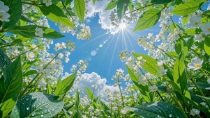 蓝天下白花清新治愈风景