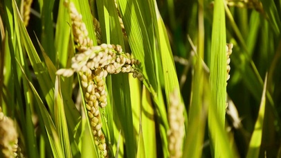 4K 高清 亚洲金色稻田