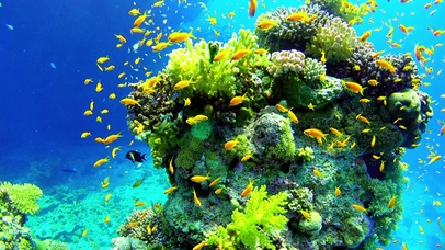 唯美海底世界 4K