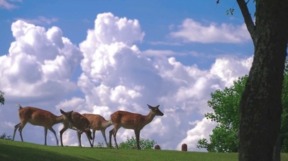 4K唯美蓝天草地与麋鹿