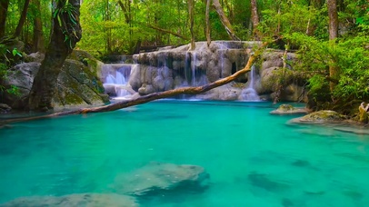 4K森林鸟语碧水潭