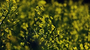 4k北方春天清晨的油菜花海