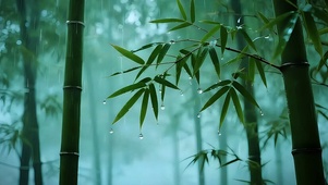 竹林听雨