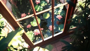 俯瞰夏日荷花庭院风景