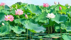 夏天荷花带鱼屏