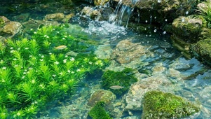 清新海草小溪