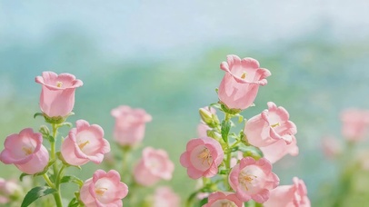 小清新鲜花