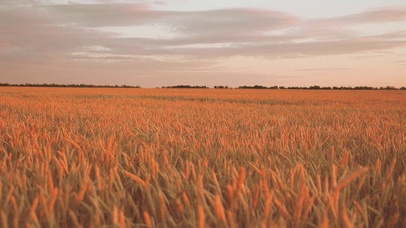 4K 高清 日落与乡村麦田