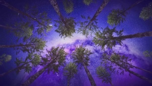 仰望树林星空 