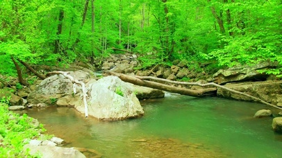 漫游林间小溪 4K