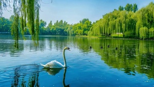 护眼绿景小清新