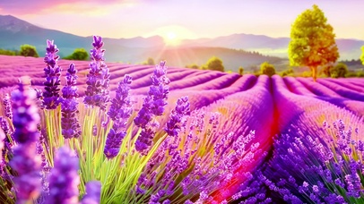 清新护眼郊外的薰衣草