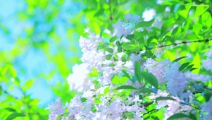 治愈护眼白花 4k