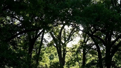 护眼森林绿景带鱼屏