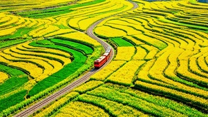 治愈花海列车4K