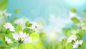 唯美护眼鲜花动态电脑壁纸