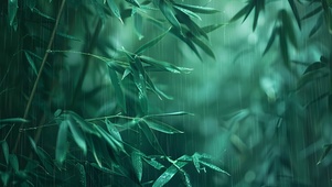 竹林细雨