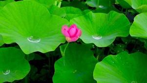 4K护眼夏荷