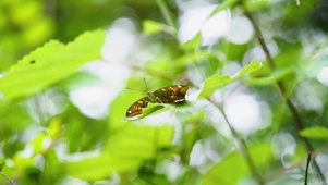 4k夏日意境阳光下树叶上蝴蝶