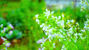 护眼油菜花4K