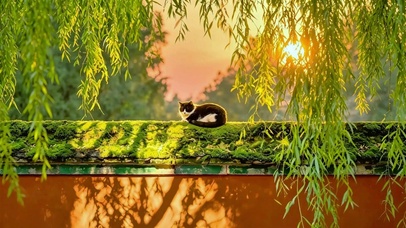 惬意猫咪4K