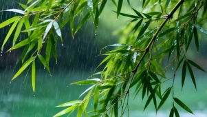 护眼竹林树木带鱼屏
