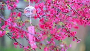 唯美的樱花