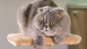 苏格兰折耳猫