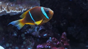 海葵鱼