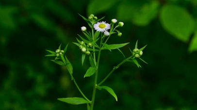 清新养眼小雏菊