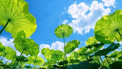 碧荷纳清夏 护眼