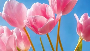 治愈花朵带鱼屏