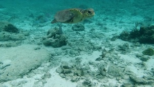 海中的海龟