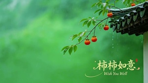 雨天柿子，柿柿如意