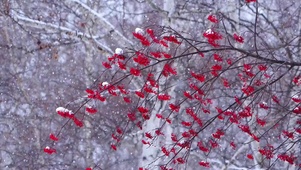 雪落红果