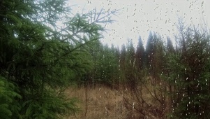 针叶林的雨
