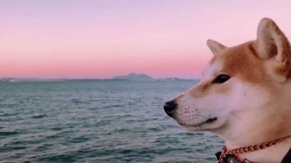 黄昏海边站立的柴犬，佩戴红棕色项圈，望向左侧，背景是粉紫色晚霞下的蓝绿色海面与远处岛屿轮廓