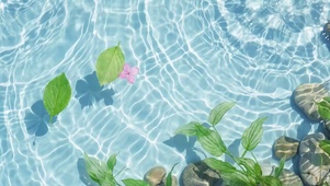 水面上的花与叶