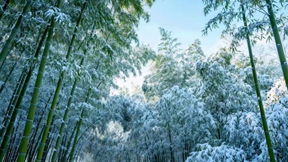 竹林雪景