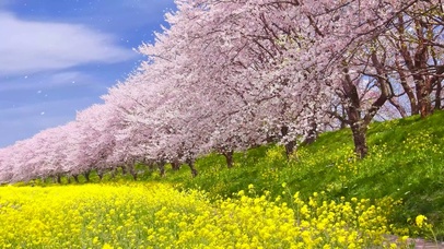 春天樱花菜花纷飞