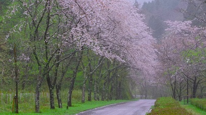 雨天樱花树林