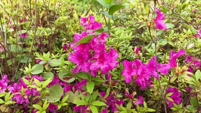 植物鲜花映山红杜鹃花