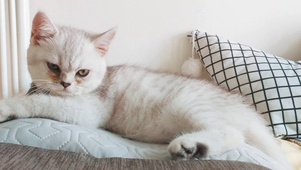 沙发猫咪